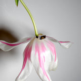 (スモーキークオーツ/silver) rect board ring